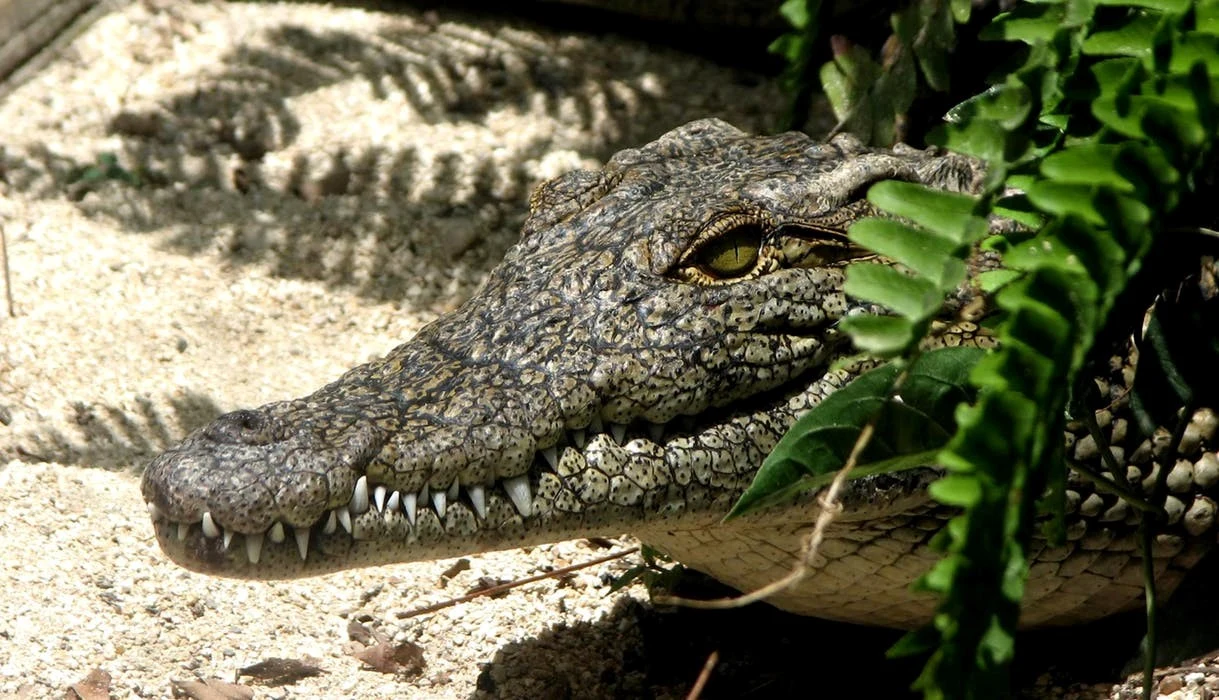 Alligators Under My Bed