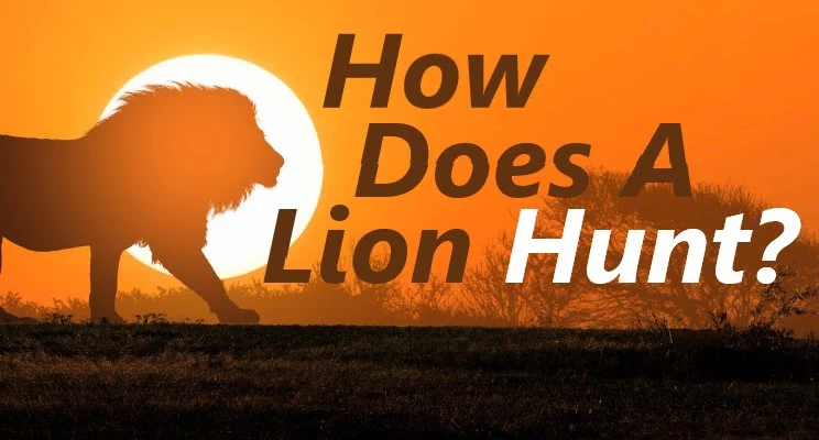 How Does a Lion Hunt